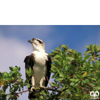 گونه عقاب ماهیگیر Osprey